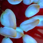 Red Flower Costume with 200 LEDs closeup